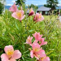 アルストロメリア,癒しの時間,花散歩,花パトロール,花のある風景の画像