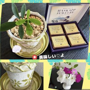 花咲く乙女たち♡,観葉植物,GSに感謝。,リメ鉢,平和を願う☆の画像