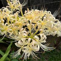 ヒガンバナ,リコリス　アルビフローラ(白),曼珠沙華 白,庭の花,白系の花の画像