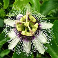 パッションフルーツ,果物時計草(パッションフルーツ),鉢植え,小さな庭の画像