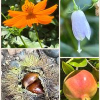 ツリガネニンジン,ザクロ,クリ,キバナコスモス,コラージュ仲間達の画像