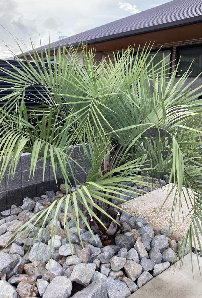 ココスヤシの記録｜🍀GreenSnap（グリーンスナップ）