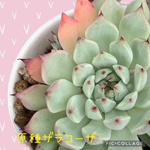 原種ザラゴーサ,多肉植物,植物のある暮らし,ピンク！ピンク！ピンク！,秋の訪れの画像