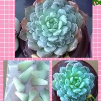 多肉植物,ジップロック発根,アメイジンググレース♡,エケベリア大好き,エケベリア女子の画像