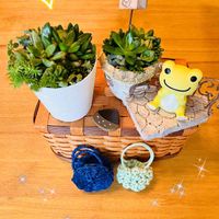 多肉植物いろいろ,セダム属,多肉植物,カエル仲間,手作り雑貨の画像