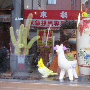 粋なサボテン,可愛いサボテン,サボテン科,サボテン女子,サボテン☆の画像