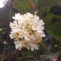 オオデマリ,白いお花に癒されたい,我が家の花達,秋の風景,小さな庭の画像