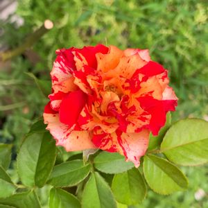 ばら バラ 薔薇,バラꕤ୭*万華鏡,バラ 鉢植え,絞り好き,薔薇♪の画像