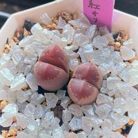 紅オリーブ玉,多肉植物,メセン類,メセン,ぷりぷり多肉の画像
