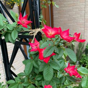 ばら バラ 薔薇,つるバラ,バラ 鉢植え,コクテール♡,つるバラカクテルの画像