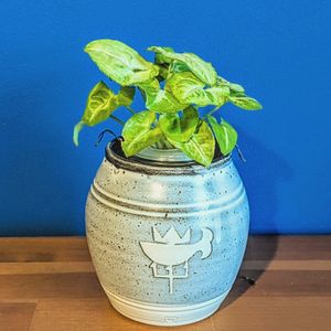 シンゴニウム,ダイソー産,ダイソー観葉植物,北欧Love,北欧雑貨の画像