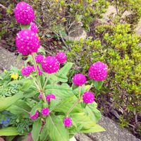 センニチコウの画像