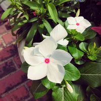 ニチニチソウの画像