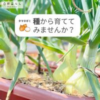 玉ねぎ,自然暮らし,植物のある暮らし,自然のある暮らし,家庭菜園の画像