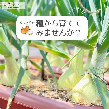 トマト,中玉 フルティカの画像