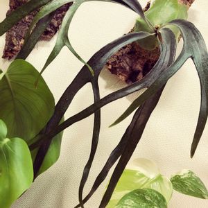 ビカクシダ マウントルイス シン & ドワーフ 'リトル キティ',斑入りモンステラ,モンステラ属,観葉植物,植物のある暮らしの画像