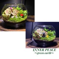 苔のテラリウム,メルカリにて販売中,苔 (コケ),癒し,テラリウムの画像