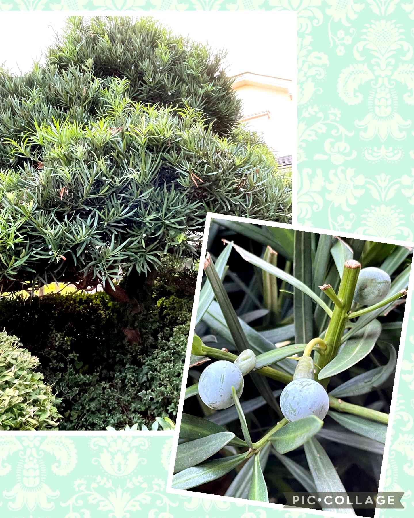 まきの木 41rfutOJwkL._AC_SY200_QL15_.jpg