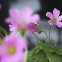 ムラサキカタバミ,癒し,らんまん応援♪,ピンクワールドへ ようこそ,キュンキュン♡の画像