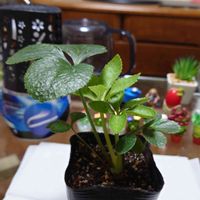 クリスマスローズ,おうち園芸,花のある暮らし,お花,白色の花の画像