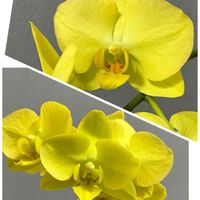 ミディ胡蝶蘭,胡蝶蘭,ミディ胡蝶蘭モニター,窓辺の画像