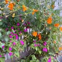 オシロイバナ（白粉花）,キバナコスモス,うれしいな♪,オレンジ色の花,ピンク色の画像