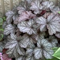 ヒューケラドルチェ,ヒューケラ,植物のある暮らし,お花のある暮らし,ガーデニングの画像