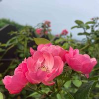 アンジェラ,角鉢,ナチュラルガーデン,植え替え,お花のある暮らしの画像