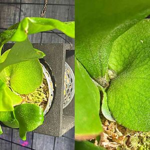 ビカクシダ ネザーランド,着生植物,観葉植物,植物のある暮らし, ビカクシダの画像