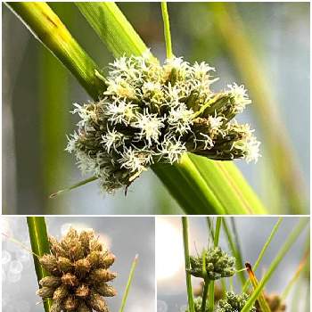 ユーカリ,ユーカリ　ビミナリス,Eucalyptus goniocalyx,Eucalyptus viminalis,Eucalyptus globulusの画像