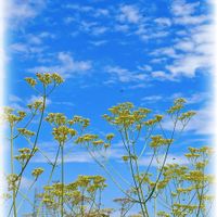 オミナエシ,観葉植物,塊根植物,山野草,青空の画像