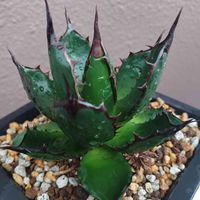 あしかがフラワーパーク,ベアルート株,尾崎フラワーパーク,植物大好き,シマムラ園芸の画像