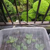 プランター野菜,育てる楽しみ,小型,秋空に映えて,イキイキ 元気の画像