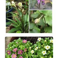 エキザカム,秋明菊(しゅうめいぎく),イワギボウシ,トウガラシ ブラックパール,金曜日の蕾たちの画像