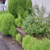 コキアの画像