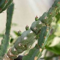 ユーフォルビア　デビリスピナ,多肉植物,育てる楽しみ,多肉植物のある暮らし,分枝の画像