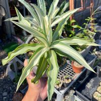 多肉中毒,おうちの植物,GSでお買い物,アガベ女子,アガベ AGAVEの画像