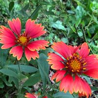 ガイラルディア,いつもありがとう♡,花と暮らす,お庭の花たち,ほったらかしガーデニングの画像