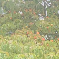 ヤマボウシの画像