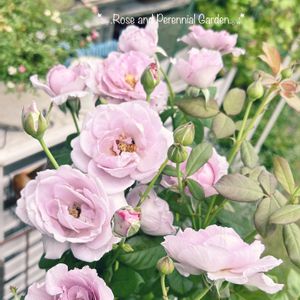 宿根草の庭,ばら バラ 薔薇,ナチュラルガーデン,おうち園芸,イングリッシュガーデンの画像