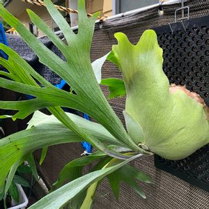 ビカクシダ,コウモリラン,ビカクシダ ネザーランド,多肉植物,南国リゾート風の画像