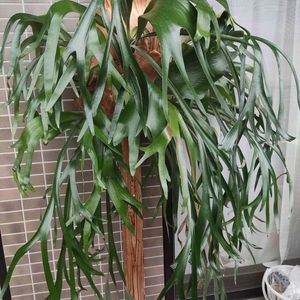  コウモリラン ,観葉植物, ビカクシダ,葉脈フェチ,ビカクシダ属の画像