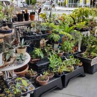 多肉植物,着生植物,リュウビンタイ科,パキポディウム属,珍奇植物専門店の画像