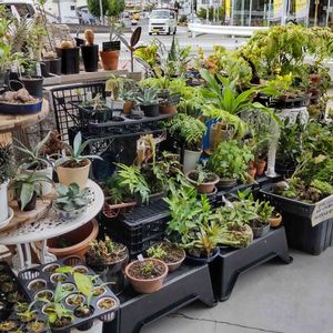 多肉植物,着生植物,リュウビンタイ科,パキポディウム属,珍奇植物専門店の画像