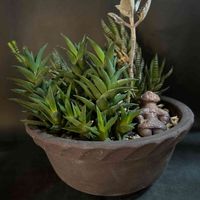 多肉植物,観葉植物,ハオルチア属,珍奇植物,カランコエ属の画像