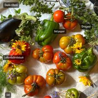 トマト,ヘアルームトマト,実のなる植物,夏野菜,エディブル　フラワーの画像