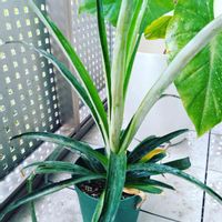 観葉植物,ジャングル,パイナップル栽培,水耕栽培,ジャングル化計画の画像