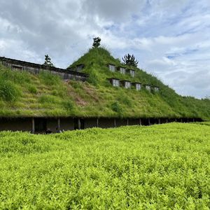 my garden,庭の花,花のある生活,おうち園芸,癒しの空間の画像