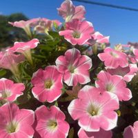 サフィニア,サフィニアアート・ももいろハート,ピンクの花,北海道,札幌の画像