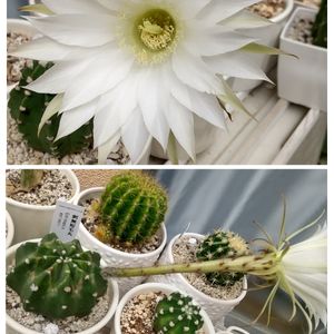 ダイソーサボテン,サボテン☆,サボテンの花の画像